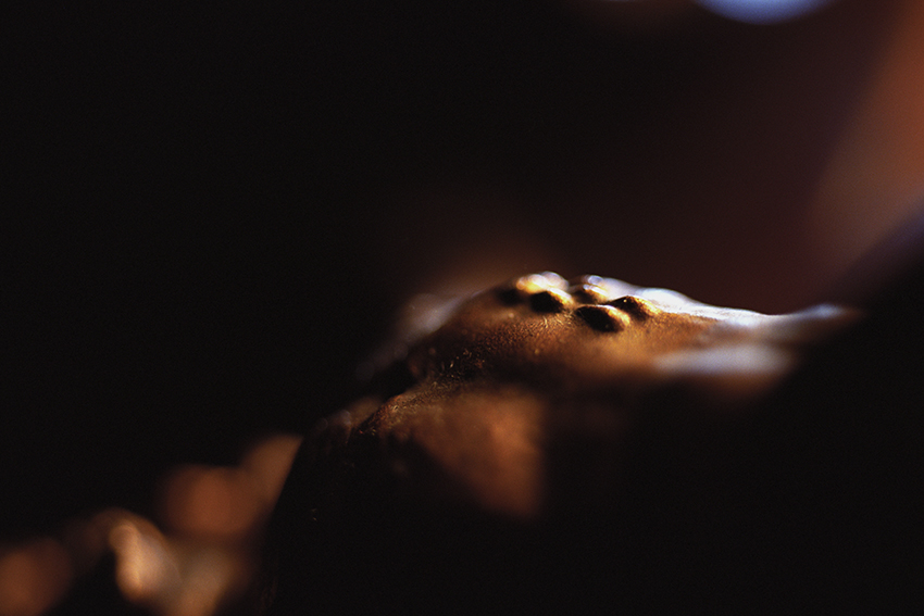 Peccata mundi, Claire Artemyz 18